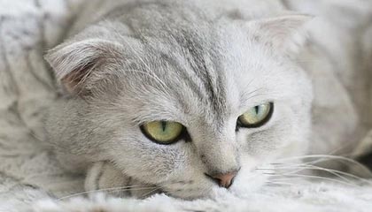 开云网页版-广东队积极备战季后赛争取最佳名次，广东队季后赛战绩