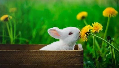 kaiyun体育app-俄罗斯队重组阵容，欧洲门票争夺战打响，俄罗斯 国家队